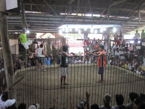 Cockfighting in General Luna, Siargao