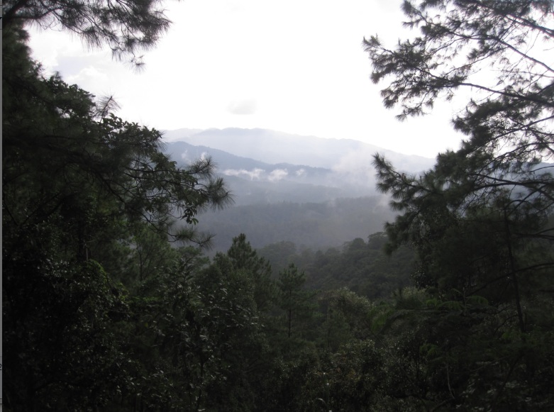 pine forest in Thailand