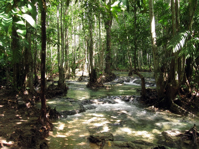 Forest river in Krabi