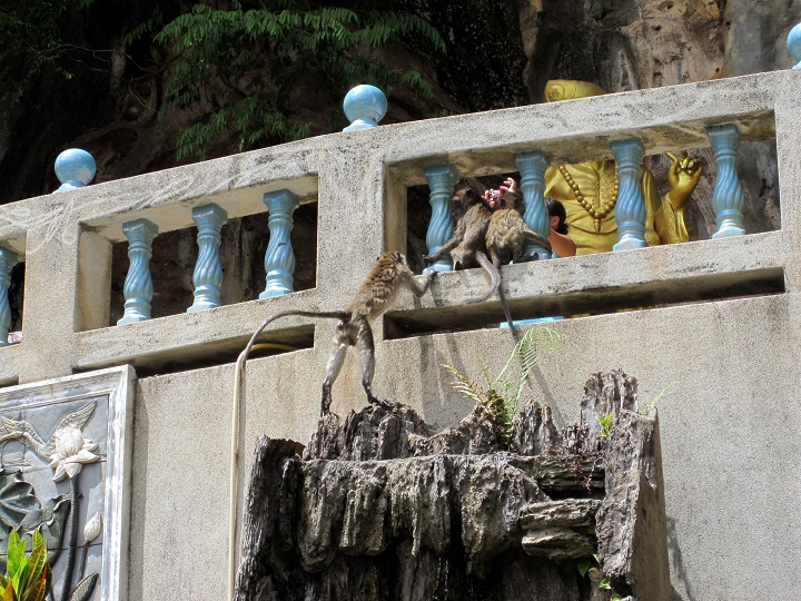 temple monkeys in thailand