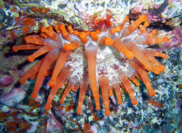 fish in Lanzarote