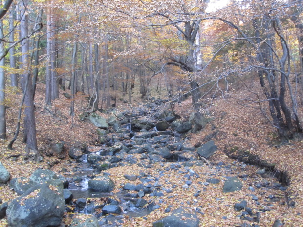 forest in bulgaria