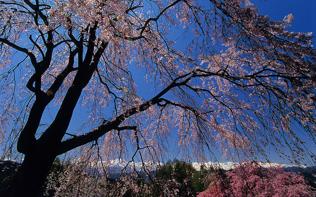 With colorful cherry blossoms breaking out everywhere and moderate temperatures, spring is the best time to visit Japan