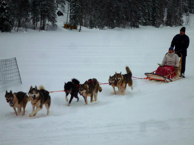 dogsledding 